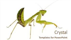  Presentation with young - Colorful theme enhanced with front of a white backgroung backdrop and a  colored foreground