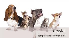  Presentation with dogs - PPT layouts consisting of front of a white background and a soft green colored foreground