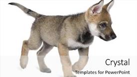  Presentation with red white grey - Colorful presentation enhanced with front of a white backdrop and a white colored foreground