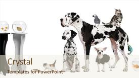  Presentation with animals - Audience pleasing theme consisting of front of black and white backdrop and a lemonade colored foreground