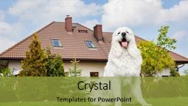  Presentation with sheepdog - Colorful PPT layouts enhanced with guardian - big guard dog sitting backdrop and a gold colored foreground