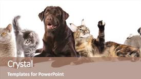  Presentation with dogs cats - Colorful presentation design enhanced with front of white background backdrop and a coral colored foreground