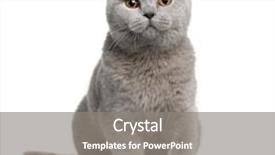  Presentation with british - Audience pleasing presentation theme consisting of front of white background backdrop and a gray colored foreground