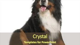  Presentation with jin ding monastry mountain - Amazing PPT theme having three themes - bernese mountain dog 3 years backdrop and a tawny brown colored foreground