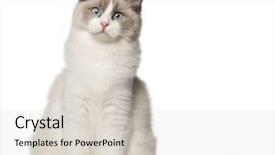  Presentation with cat - Amazing slide deck having front of white background backdrop and a lemonade colored foreground