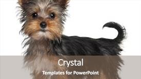  Presentation with old fashioned black and white - Audience pleasing PPT layouts consisting of front of white background backdrop and a violet colored foreground