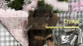  Presentation with silver christmas - Cool new theme with front of white background backdrop and a  colored foreground