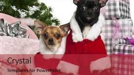  Presentation with silver christmas - Amazing theme having front of white background backdrop and a red colored foreground