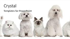  Presentation with dogs cats - Slide set having front of white background background and a cream colored foreground
