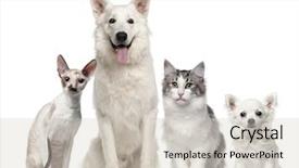  Presentation with dogs cats - Presentation design enhanced with front of white background background and a soft green colored foreground