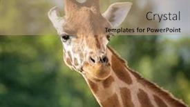  Presentation with green foliage - Audience pleasing presentation consisting of front on view of a giraffe against green foliage and blue sky background backdrop and a coral colored foreground