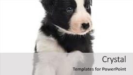  Presentation with old days - Colorful presentation theme enhanced with front view of a 21 days old crossbreed puppy sitting isolated on white backdrop and a light gray colored foreground