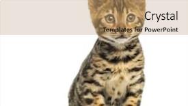  Presentation with hello kitty cute little kitten - Beautiful PPT layouts featuring front view of a bengal backdrop and a coral colored foreground
