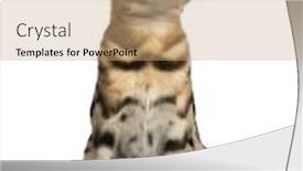  Presentation with kitten - Presentation theme consisting of front view of a bengal kitten sitting looking up 4 months old isolated on white background and a coral colored foreground