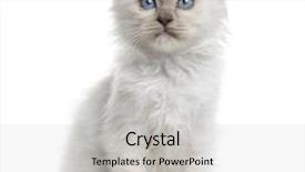  Presentation with kitten - Cool new PPT theme with front view of a birman kitten sitting isolated on white 3 months old backdrop and a light gray colored foreground