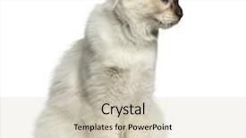  Presentation with cat - Cool new PPT theme with front view of a birman cat looking away isolated on white backdrop and a soft green colored foreground