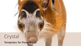  Presentation with pig - PPT theme enhanced with front-view-of-a-bush background and a coral colored foreground