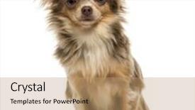  Presentation with old camera and film sound - Amazing presentation theme having front view of a chihuahua puppy looking at the camera 6 months old isolated on white backdrop and a coral colored foreground