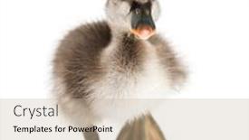  Presentation with old days - Audience pleasing theme consisting of front-view-of-a-coscoroba backdrop and a mint green colored foreground