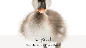  Presentation with old days - Slide set having front-view-of-a-coscoroba background and a soft green colored foreground