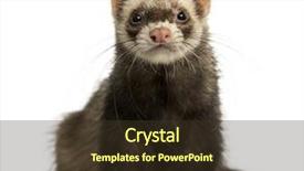  Presentation with camera - PPT theme featuring front view of a ferret background and a  colored foreground