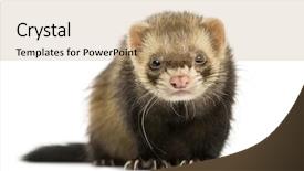  Presentation with camera - Presentation design enhanced with front view of a ferret background and a  colored foreground