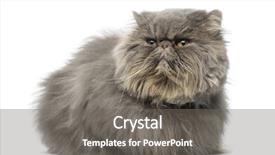  Presentation with persian - PPT theme consisting of front view of a grumpy background and a  colored foreground