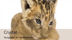  Presentation with lion king musical - Amazing PPT layouts having front view of a lion backdrop and a coral colored foreground