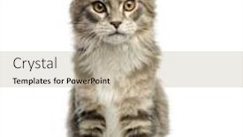  Presentation with maine - Slides having front view of a maine coon kitten sitting looking at the camera 4 5 months old isolated on white background and a mint green colored foreground