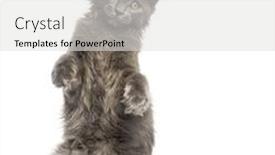  Presentation with maine - Beautiful presentation theme featuring front view of a maine-coon kitten on hind legs 4 months old isolated on white backdrop and a light gray colored foreground