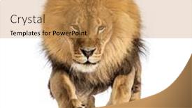 Presentation with male lion - PPT theme consisting of front-view-of-a-male background and a yellow colored foreground