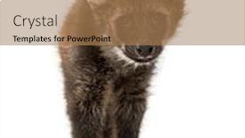  Presentation with wolf - Colorful PPT theme enhanced with front-view-of-a-maned backdrop and a coral colored foreground