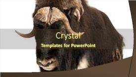  Presentation with ready - Beautiful slides featuring front-view-of-a-muskox backdrop and a tawny brown colored foreground