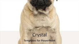  Presentation with cute christmas pug puppy dog - PPT theme with front view of a pug puppy sitting 6 months old isolated on white background and a soft green colored foreground