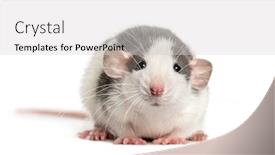  Presentation with rat - Cool new theme with front-view-of-a-rat backdrop and a light gray colored foreground