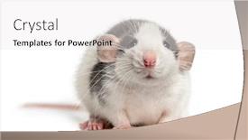  Presentation with rat - Beautiful presentation design featuring front-view-of-a-rat backdrop and a white colored foreground