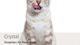  Presentation with snow cat - PPT layouts enhanced with front-view-of-a-snow background and a light gray colored foreground