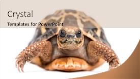  Presentation with tortoise - PPT theme having front-view-of-a-spider background and a coral colored foreground