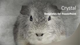  Presentation with guinea pig - Theme enhanced with front view of a swiss teddy guinea pig facing looking at the camera on grey background background and a gray colored foreground