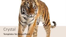  Presentation with walking cat - Cool new presentation theme with front-view-of-a-tiger backdrop and a coral colored foreground