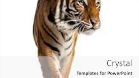  Presentation with walking cat - Slide set with front-view-of-a-tiger background and a white colored foreground