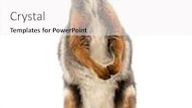  Presentation with rock - Beautiful PPT theme featuring front-view-of-a-yellow backdrop and a white colored foreground