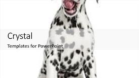  Presentation with odontology 3d view - PPT layouts having view of a young dalmatian background and a white colored foreground