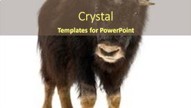  Presentation with old young - Beautiful theme featuring front-view-of-a-young backdrop and a tawny brown colored foreground