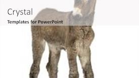  Presentation with foal - Colorful PPT theme enhanced with front view of a young provence donkey foal isolated on white backdrop and a white colored foreground