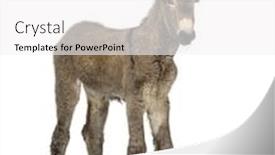  Presentation with foal - Beautiful slides featuring a young provence donkey backdrop and a white colored foreground