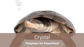  Presentation with under water - Presentation design consisting of front-view-of-an-african background and a coral colored foreground