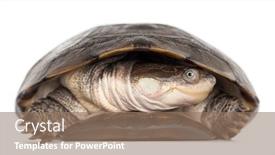  Presentation with turtle - Presentation design featuring front-view-of-an-african background and a coral colored foreground