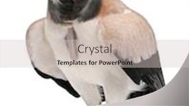  Presentation with king - Beautiful PPT layouts featuring front-view-of-king-vulture backdrop and a soft green colored foreground