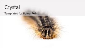  Presentation with caterpillar - Cool new presentation theme with front view of the caterpillar backdrop and a light gray colored foreground